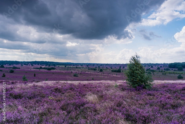 Fototapeta The beautiful heath landscape at its most beautiful in bloom.