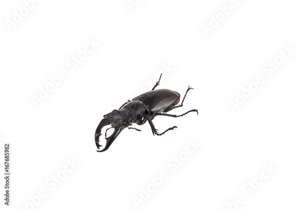 Obraz Deer beetle on white background