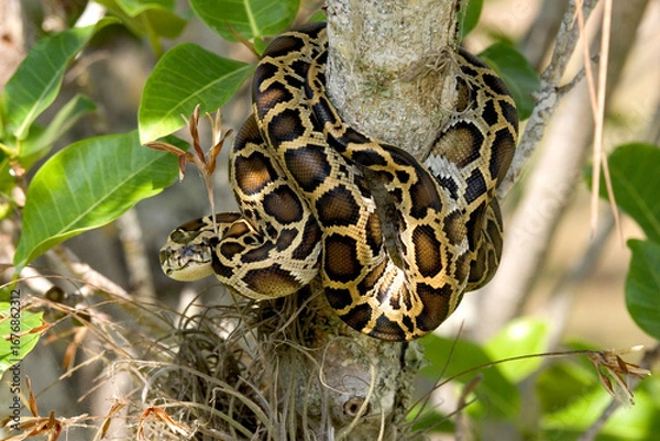 Fototapeta Burmese python