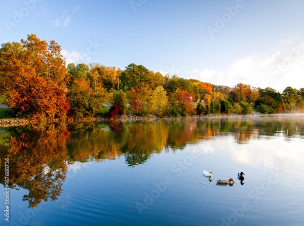 Obraz ducks in river in fall colors with reflection