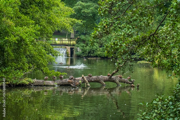Obraz Park Leeds Castle