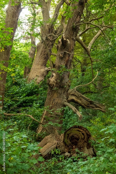 Obraz Park Leeds Castle