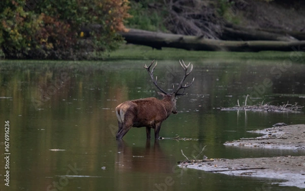 Obraz Red Deer stag in natural habitat