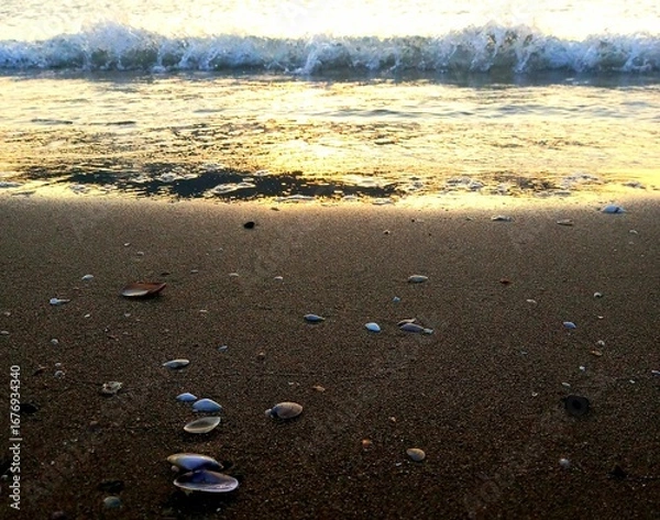 Fototapeta Seashells on the beach, summer seaside, beautiful sunset time view 