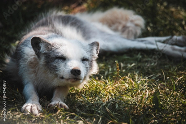 Obraz Arctic Fox in Canada during summer