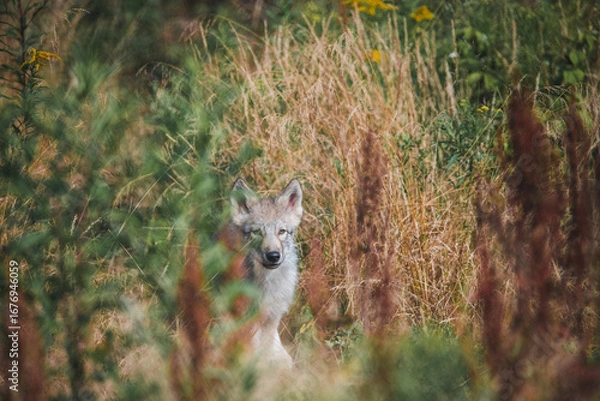Obraz Timberwolf cub in the forest