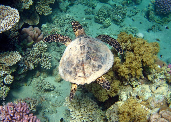 Obraz Karettschildkröte