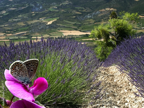 Obraz Champs de lavande