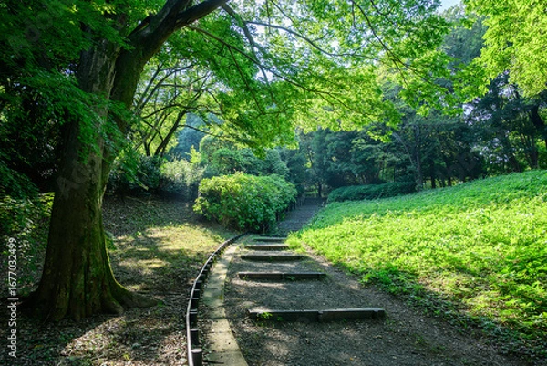 Obraz 新緑に包まれた公園の遊歩道