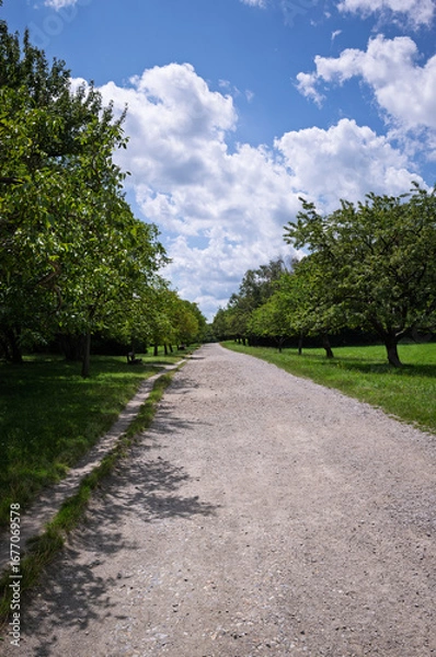 Fototapeta Tree-lined path under a blue sky