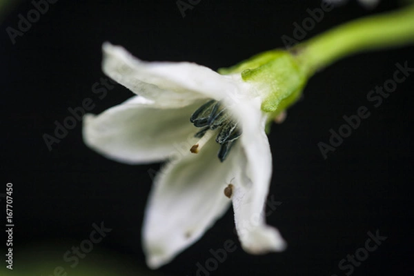 Obraz Bell Pepper Flower