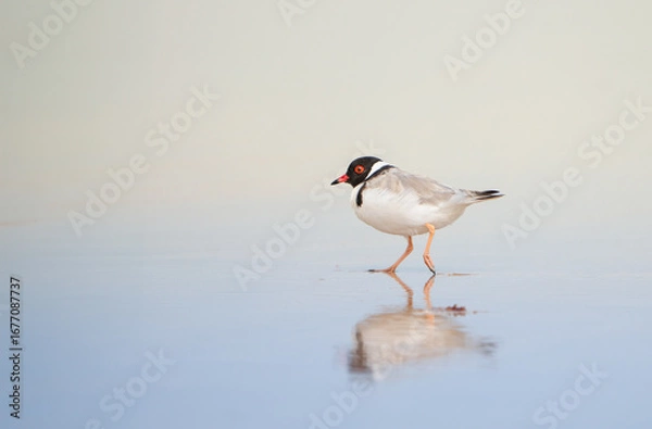 Obraz Hooded Plover Reflected in Shallow Water