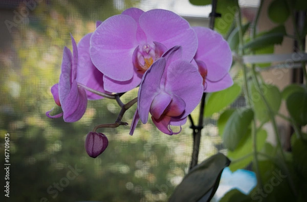 Obraz Orchideen Blüten