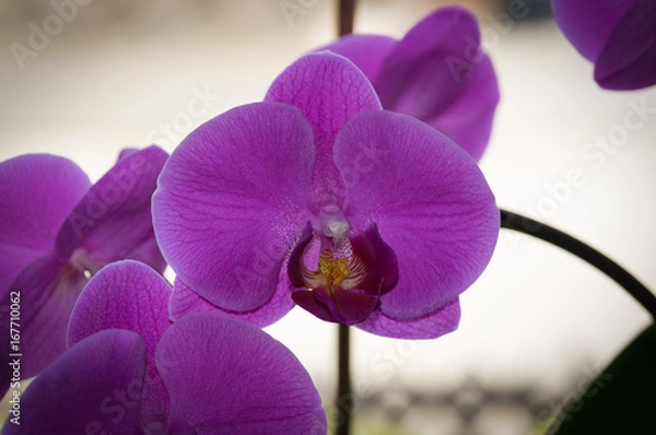 Obraz Orchidee Makro