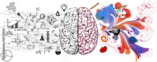 Obraz Brain left analytical and right creative hemispheres concept vector illustration.