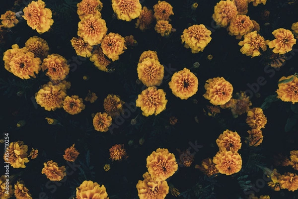 Obraz Yellow Flowers From Above