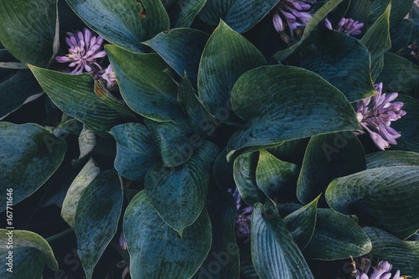 Obraz Green Hosta Leaves