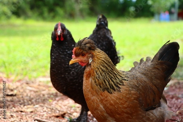 Obraz free range chicken