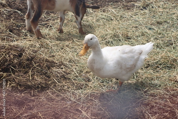 Obraz duck on the farm