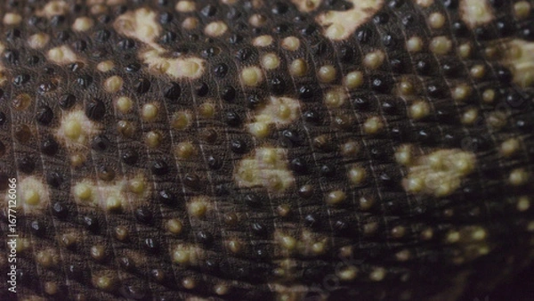 Fototapeta Surface of Mexican beaded lizard (Heloderma horridum) skin