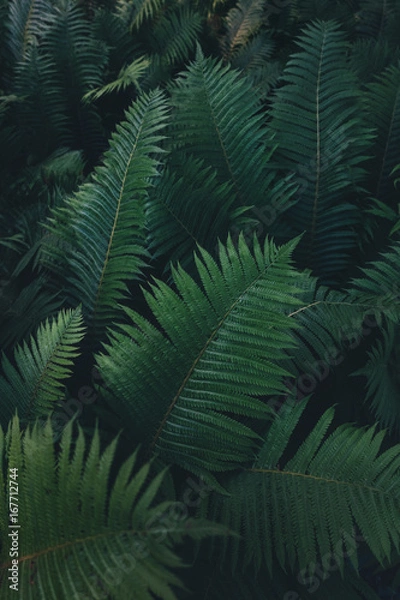 Obraz Dark Lush Foliage