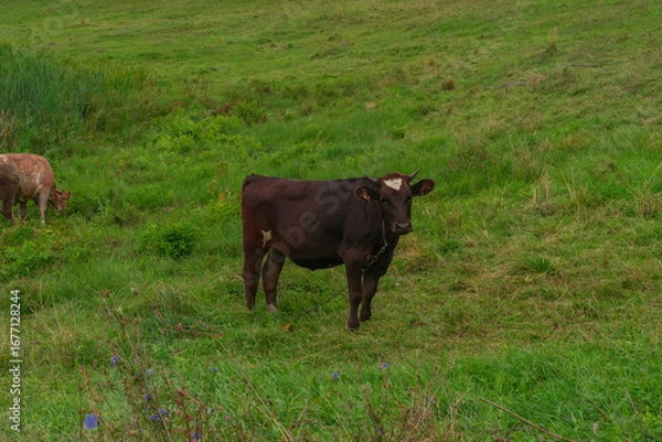 Obraz Dark brown cow with gentle gaze calmly observing from quiet lush slope in the Suzdal region