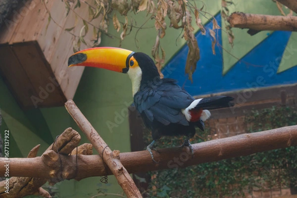 Fototapeta The toco toucan (Ramphastos toco) in Moscow zoo