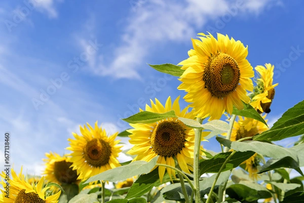 Obraz 夏、ヒマワリ