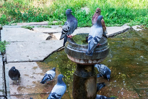 Fototapeta  Pigeons gather around a round fountain, quenching their thirst on a warm day.