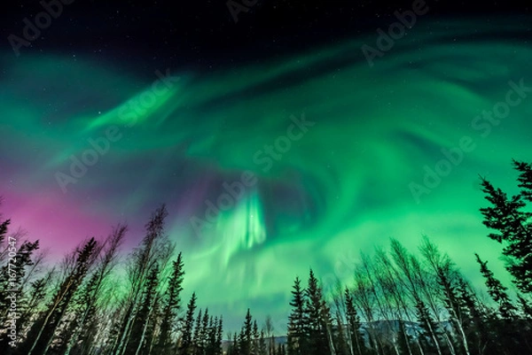Obraz Purple and green Aurora over tall pine trees