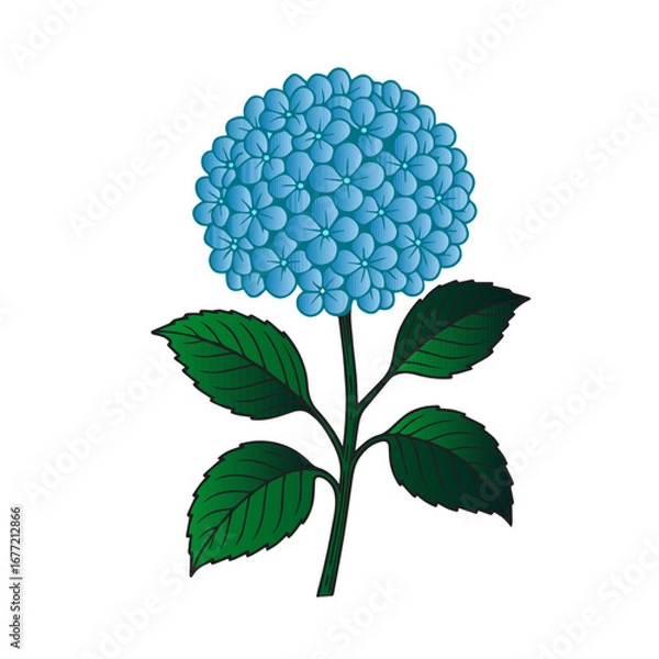 Fototapeta Hydrangea Flower
