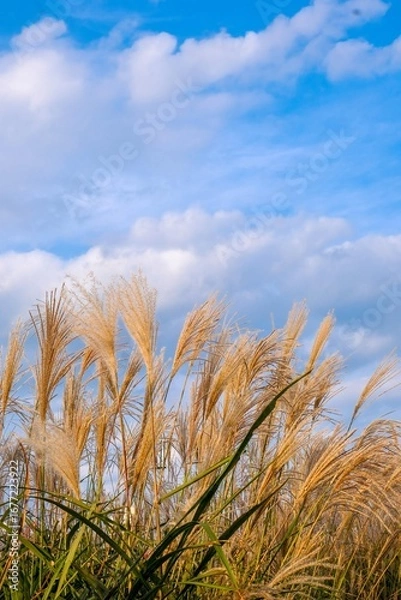 Obraz Silver grass in autumn