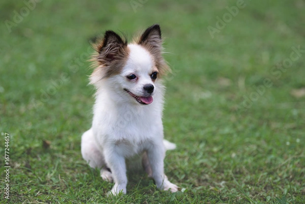 Obraz A cute dog is sitting in the grass.