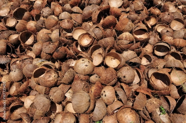 Obraz Pile of open and empty coconut shells
