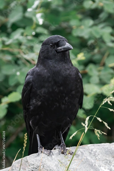 Fototapeta American crow (Corvus brachyrhynchos) sitting on a tree branch.	