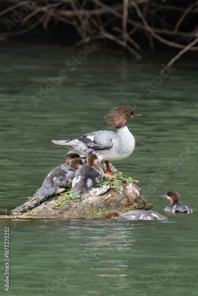Fototapeta Common merganser (Mergus merganser) with chicks at a lake.
