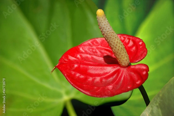 Fototapeta Anthurium exotic flower in leaves background