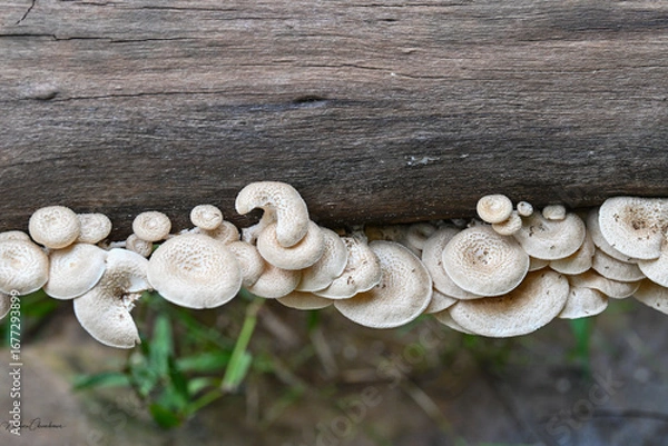 Obraz Mushrooms growing on logs in the wild