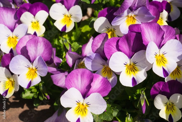 Fototapeta パンジー