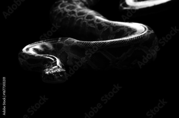 Obraz burmese python