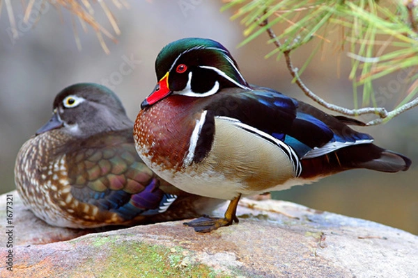 Obraz drewniane kaczki