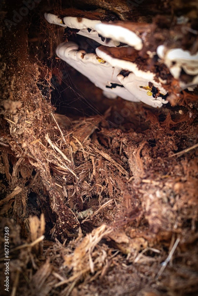 Obraz Mushrooms in a tree