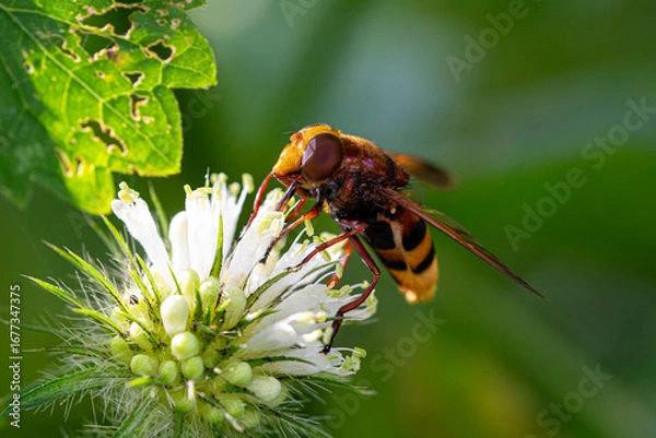 Obraz bee on a flower