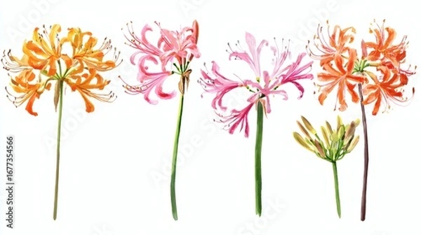Fototapeta A collection of colorful flowers in various shades including orange, pink, and peach, with delicate petals and slender green stems, showcasing a watercolor style