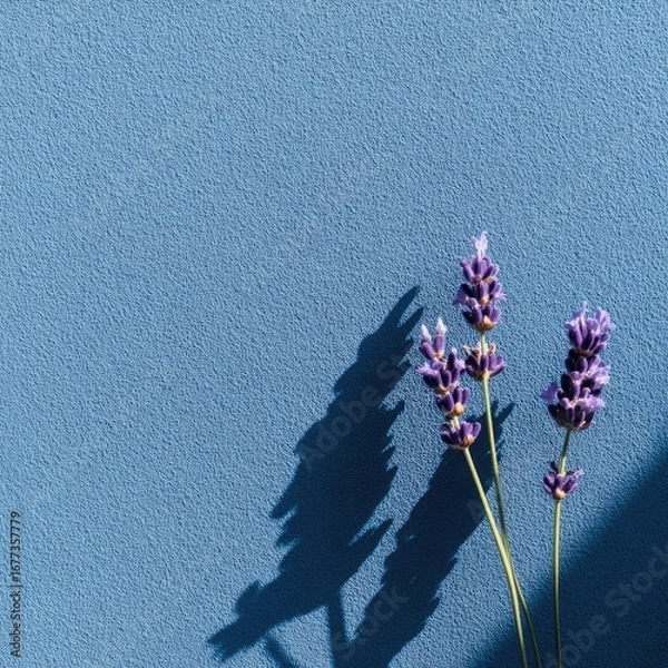 Fototapeta Three lavender sprigs against a textured blue backdrop, cast in dramatic sunlight, creating elongated shadows