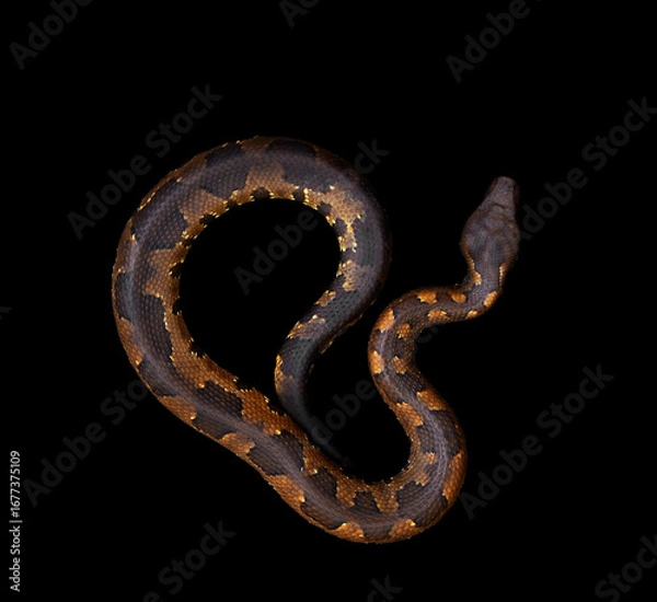 Obraz candoia aspera