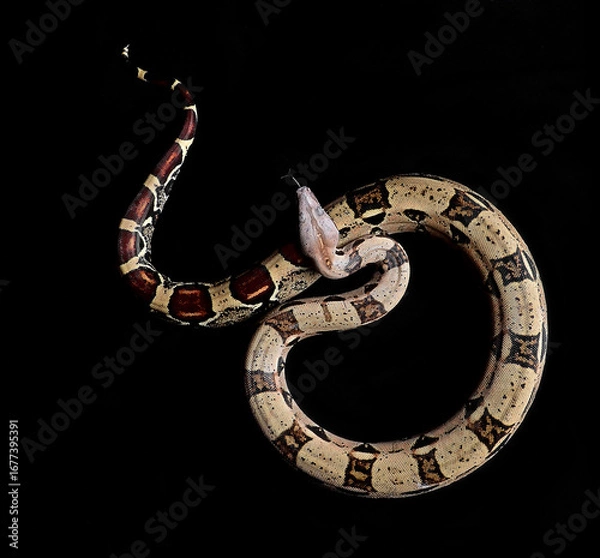 Obraz red tail boa