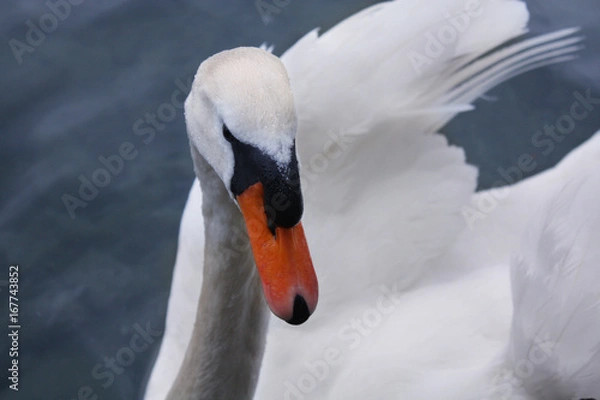 Fototapeta white swan