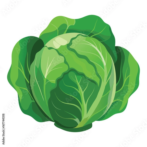Fototapeta cabbage isolated on white background