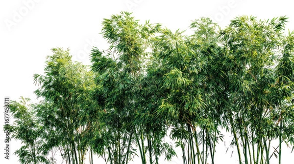 Fototapeta Green bamboo trees on transparent background